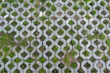Çim kaldırım blok tuğla yağışlı sezon sırasında arasında büyüyor