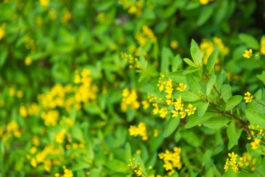 Kopyalama alanı doğa arka plan veya duvar kağıdı olarak kullanıldığında ile yeşil yaprak closeup doğal görünümünü