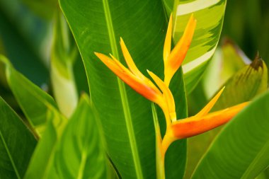 Kopyalama alanı doğa arka plan veya duvar kağıdı olarak kullanıldığında ile yeşil yaprak closeup doğal görünümünü