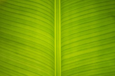 Kopyalama alanı doğa arka plan veya duvar kağıdı olarak kullanıldığında ile yeşil yaprak closeup doğal görünümünü