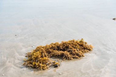 Yeşil yosun sahilde. Tayland