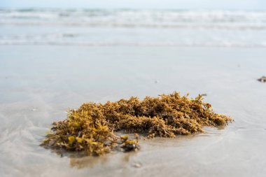 Yeşil yosun sahilde. Tayland