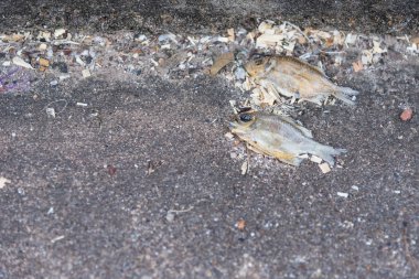 Ölü balık beton zemin. Tayland