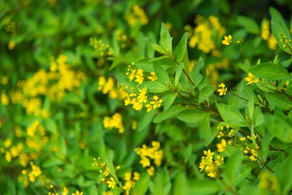 Gros Plan Vue Naturelle Feuille Verte Avec Espace Copie Utilisant — Photo