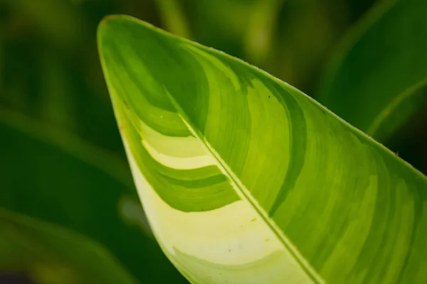 Closeup Vista Natural Folha Verde Com Espaço Cópia Usando Como — Fotografia de Stock