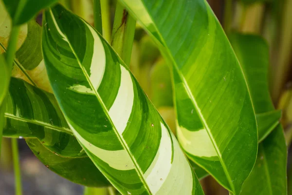 Nahaufnahme Natürliche Ansicht Des Grünen Blattes Mit Kopierraum Als Naturhintergrund — Stockfoto