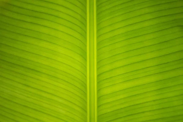 Primo Piano Vista Naturale Foglia Verde Con Spazio Copia Utilizzando — Foto Stock