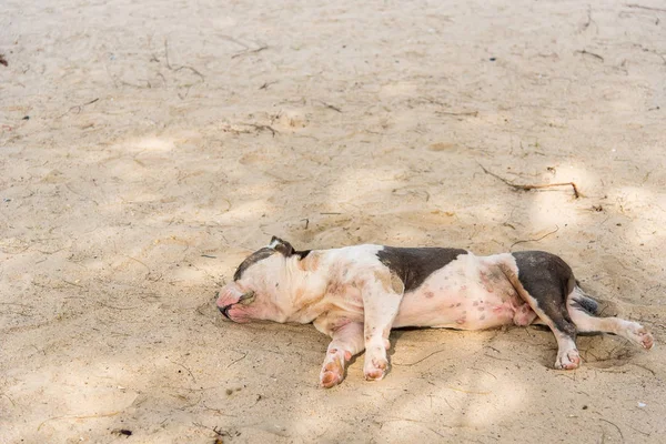 Собака Пляжі Біля Чао Лао Пляж Чантабурі Сполучені Штати Америки — стокове фото