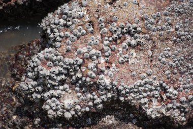 Denizin kenarında kayanın üzerinde istiridye kabukları. Tayland