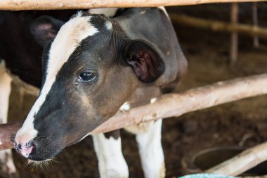 Tayland, bir sığır çiftliğinde inek