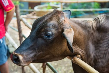 Tayland, bir sığır çiftliğinde inek