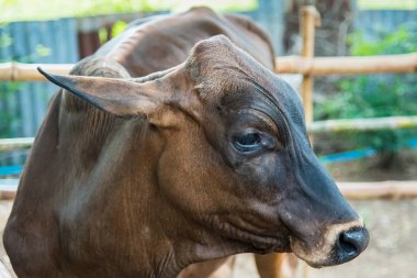 Tayland, bir sığır çiftliğinde inek