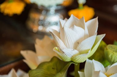 Plastik çiçeklerin parlak ve güzel renkleri