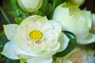 Plastik çiçeklerin parlak ve güzel renkleri