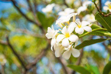 Beyaz Plumeria veya frangipani. Tatlı bahçede beyaz Plumeria çiçek kokusunu. Tayland