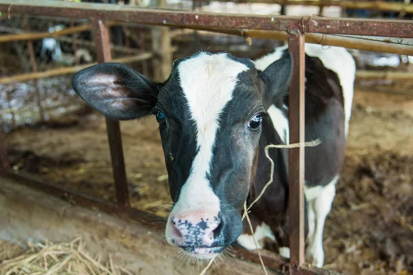 Cow Cattle Farm Thailand — Stock Photo, Image
