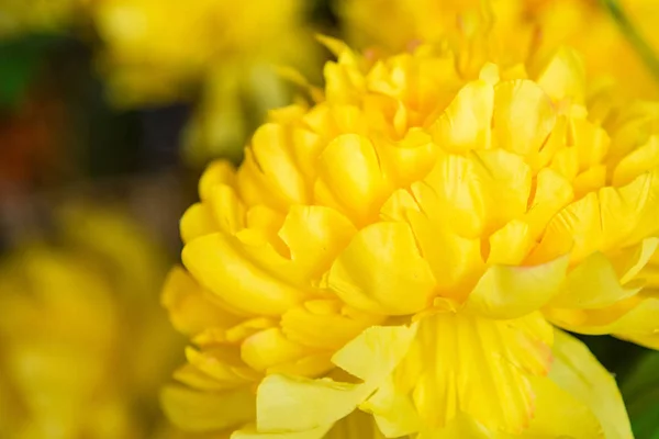 Brillante Hermosos Colores Flores Plástico — Foto de Stock