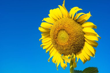 Güzel manzara çiçek açan ayçiçeği alanını bulutlu mavi gökyüzü ve parlak güneş ışıkları ile. Tayland