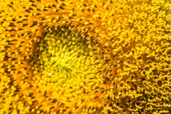 Zbliżenie Piękna Kwitnących Słoneczników Pola Jasne Słońce Świeci Tajlandia — Zdjęcie stockowe