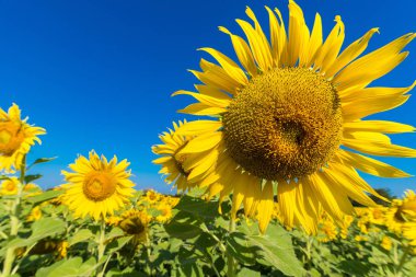 Güzel manzara çiçek açan ayçiçeği alanını bulutlu mavi gökyüzü ve parlak güneş ışıkları ile. Tayland