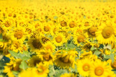 Güzel manzara parlak güneş ışıkları üzerinde çiçek açan ayçiçeği alanının alan ile. Tayland