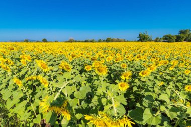 Güzel manzara çiçek açan ayçiçeği alanını bulutlu mavi gökyüzü ve parlak güneş ışıkları ile. Tayland