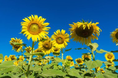 Güzel manzara çiçek açan ayçiçeği alanını bulutlu mavi gökyüzü ve parlak güneş ışıkları ile. Tayland