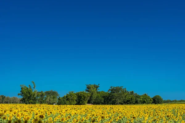 Güzel Manzara Çiçek Açan Ayçiçeği Alanını Bulutlu Mavi Gökyüzü Parlak — Stok fotoğraf