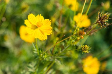 Cosmos Lop Buri, Tayland günbatımı zaman içinde çiçek alan sarı