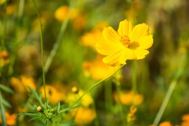 Cosmos Lop Buri, Tayland günbatımı zaman içinde çiçek alan sarı