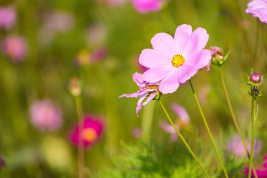 Cosmos çiçek alan, seçici odak. Tayland