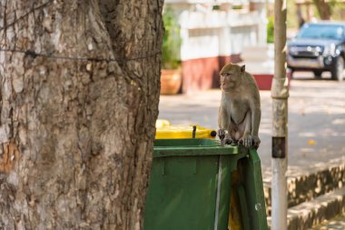 Uzun kuyruk komik maymunlar arkeolojik ile hayatı. Lopburi Tayland