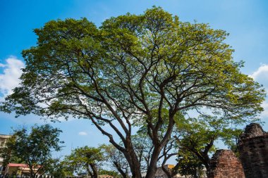 Eski ve dev büyük ağaç güneş ışığı öğleden sonra ile yeşil alan. Tayland
