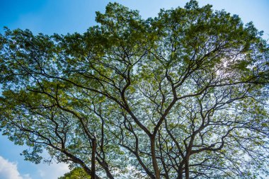 Eski ve dev büyük ağaç güneş ışığı öğleden sonra ile yeşil alan. Tayland