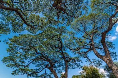 Eski ve dev büyük ağaç güneş ışığı öğleden sonra ile yeşil alan. Tayland