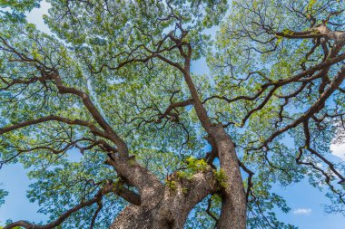 Eski ve dev büyük ağaç güneş ışığı öğleden sonra ile yeşil alan. Tayland