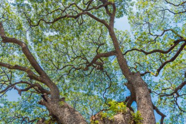 Eski ve dev büyük ağaç güneş ışığı öğleden sonra ile yeşil alan. Tayland