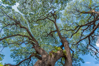 Eski ve dev büyük ağaç güneş ışığı öğleden sonra ile yeşil alan. Tayland