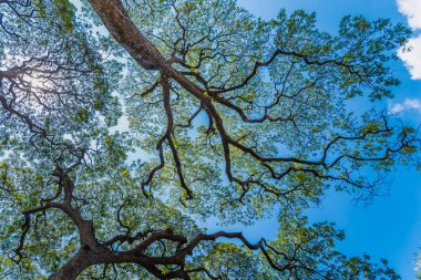 Eski ve dev büyük ağaç güneş ışığı öğleden sonra ile yeşil alan. Tayland