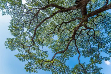 Eski ve dev büyük ağaç güneş ışığı öğleden sonra ile yeşil alan. Tayland
