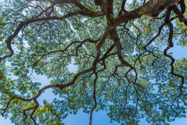 Eski ve dev büyük ağaç güneş ışığı öğleden sonra ile yeşil alan. Tayland
