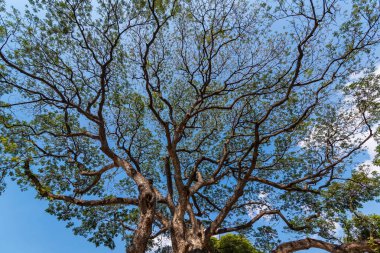 Eski ve dev büyük ağaç güneş ışığı öğleden sonra ile yeşil alan. Tayland
