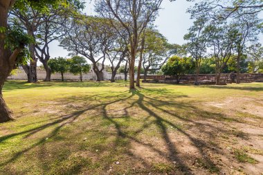 Eski ve dev büyük ağaç güneş ışığı öğleden sonra ile yeşil alan. Tayland