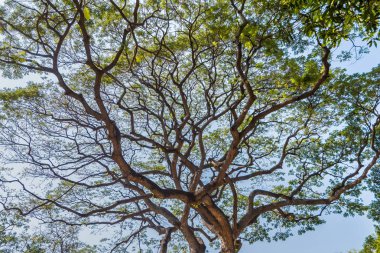 Eski ve dev büyük ağaç güneş ışığı öğleden sonra ile yeşil alan. Tayland