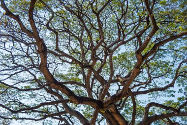 Eski ve dev büyük ağaç güneş ışığı öğleden sonra ile yeşil alan. Tayland