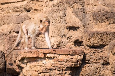 Uzun kuyruk komik maymunlar arkeolojik ile hayatı. Lopburi Tayland