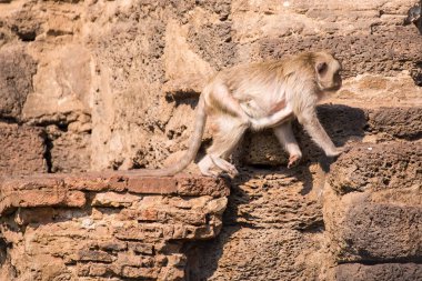 Uzun kuyruk komik maymunlar arkeolojik ile hayatı. Lopburi Tayland