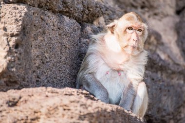 Uzun kuyruk komik maymunlar arkeolojik ile hayatı. Lopburi Tayland