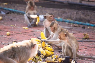 Uzun kuyruk komik maymunlar arkeolojik ile hayatı. Lopburi Tayland