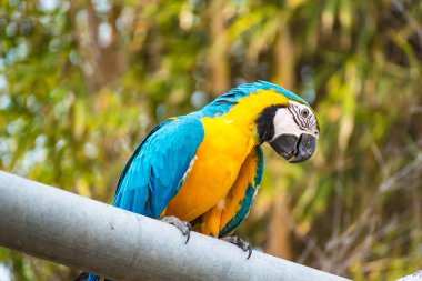 Tek doğal arka planda mavi ve sarı Amerika papağanı. Tayland
